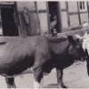 Dorfleben